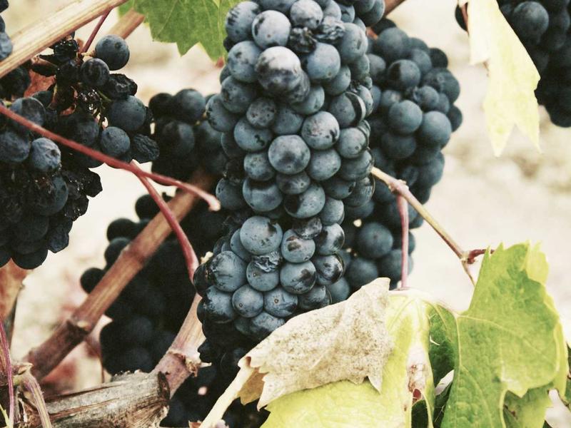 拳头账号专业养号<br>新号老号防风控稳定防封指南
